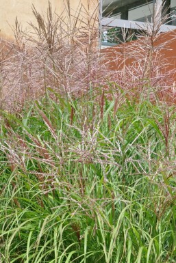 Chinaschilf Miscanthus sinensis 'Kleine Silberspinne' 10-15 Topf 1 ltr. (P11) Miscanthus sinensis 'Kleine Silberspinne'