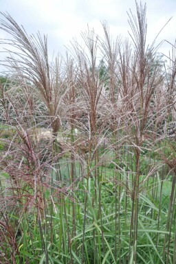 Garten-Chinaschilf Miscanthus sinensis 'Malepartus' 5-10 Topf 9x9 cm (P9)