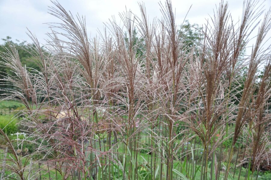 Garten-Chinaschilf Miscanthus sinensis 'Malepartus' 5-10 Topf 9x9 cm (P9) Miscanthus sinensis 'Malepartus'