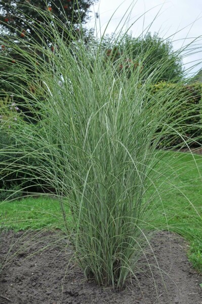 Weißbuntes Chinaschilf Miscanthus sinensis 'Morning Light' 10-15 Topf 1 ltr. (P11) Miscanthus sinensis 'Morning Light'