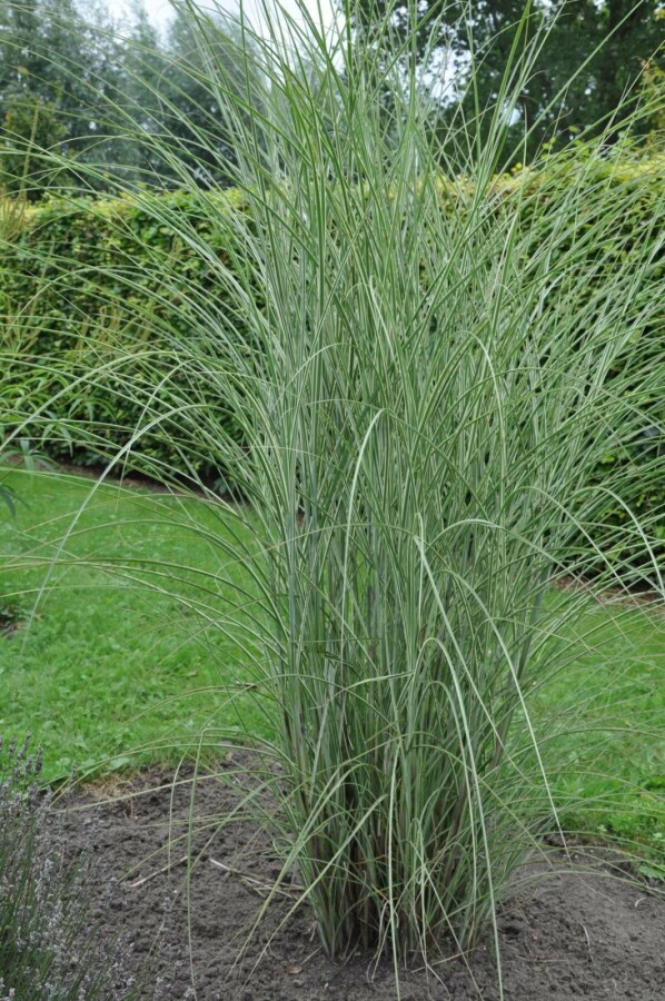 Weißbuntes Chinaschilf Miscanthus sinensis 'Morning Light' 10-15 Topf 1 ltr. (P11) Miscanthus sinensis 'Morning Light'