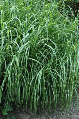Aufrechtes Zebra-Chinaschilf Miscanthus sinensis 'Strictus' 5-10 Topf 9x9 cm (P9) Miscanthus sinensis 'Strictus'