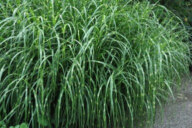 Aufrechtes Zebra-Chinaschilf Miscanthus sinensis 'Strictus' 5-10 Topf 9x9 cm (P9) Miscanthus sinensis 'Strictus'