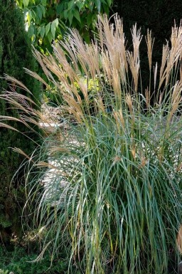 Zwerg-Chinaschilf Miscanthus sinensis 'Yakushima Dwarf' 5-10 Topf 9x9 cm (P9)