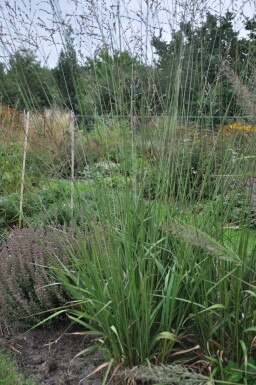 Molinia arundinacea 'Transparent'