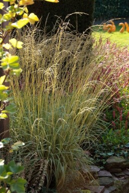 Gestreiftes Garten-Pfeifengras Molinia caerulea 'Variegata' 5-10 Topf 9x9 cm (P9)