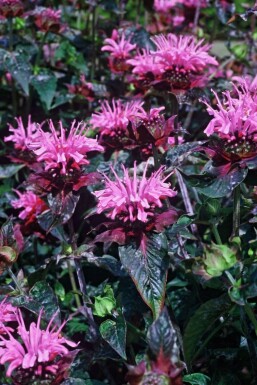 Indiandernessel Monarda 'Beauty of Cobham' 5-10 Topf 9x9 cm (P9)