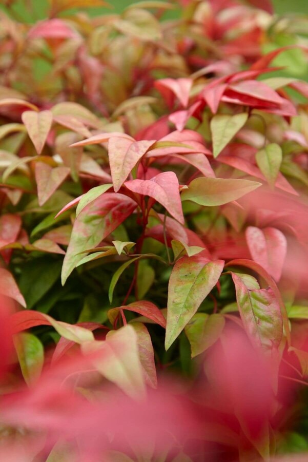 Himmelsbambus Nandina domestica 'Firepower' Strauch 40-50 Topf 10 ltr. (C10) Nandina domestica 'Firepower' Strauch 40-50 cm