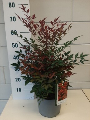 Nandina domestica 'Obsessed' Strauch 40-50 cm