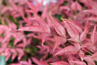 Nandina domestica 'Obsessed' C12 40-60