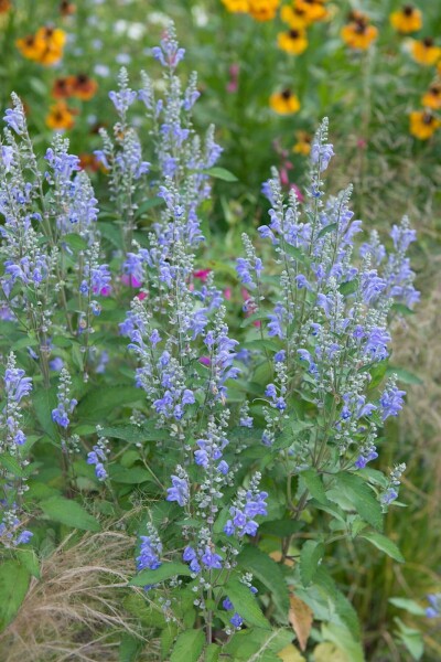 Sibirische Katzenminze Nepeta sibirica 5-10 Topf 9x9 cm (P9) Nepeta sibirica