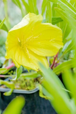 Missouri-Nachtkerze Oenothera macrocarpa 5-10 Topf 9x9 cm (P9)