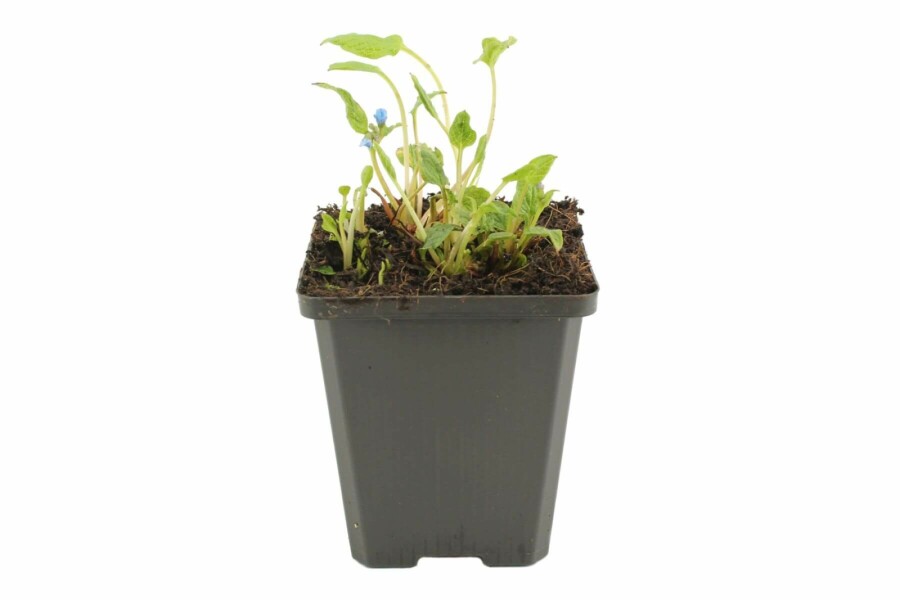 Frühlings-Gedenkemein Omphalodes verna 5-10 Topf 9x9 cm (P9) Omphalodes verna