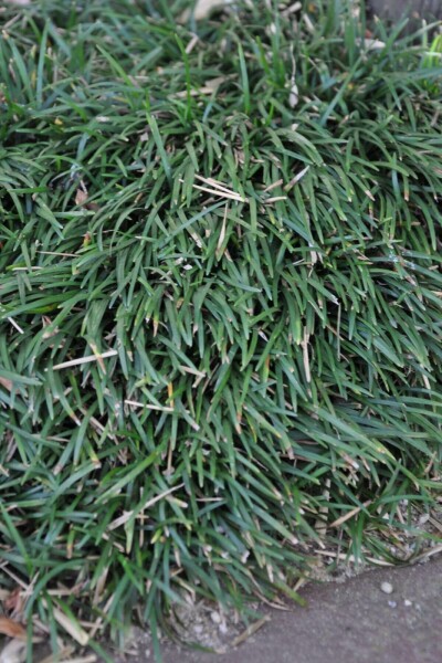 Ophiopogon Japonicus 'Minor'