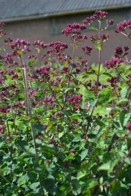 Blüten Dost Origanum hybride 'Rosenkuppel' 5-10 Topf 9x9 cm (P9) Origanum hybride 'Rosenkuppel'