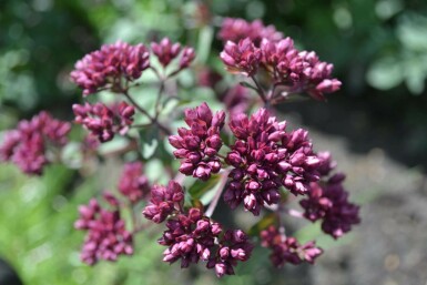 Blüten Dost Origanum hybride 'Rosenkuppel' 5-10 Topf 9x9 cm (P9) Origanum hybride 'Rosenkuppel'