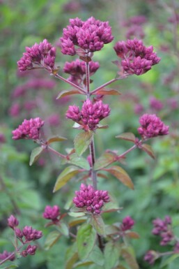 Blüten Dost Origanum hybride 'Rosenkuppel' 5-10 Topf 9x9 cm (P9) Origanum hybride 'Rosenkuppel'