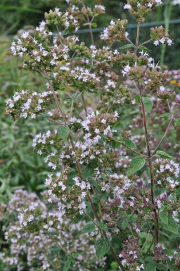 Oregano Origanum vulgare 5-10 Topf 9x9 cm (P9) Origanum vulgare