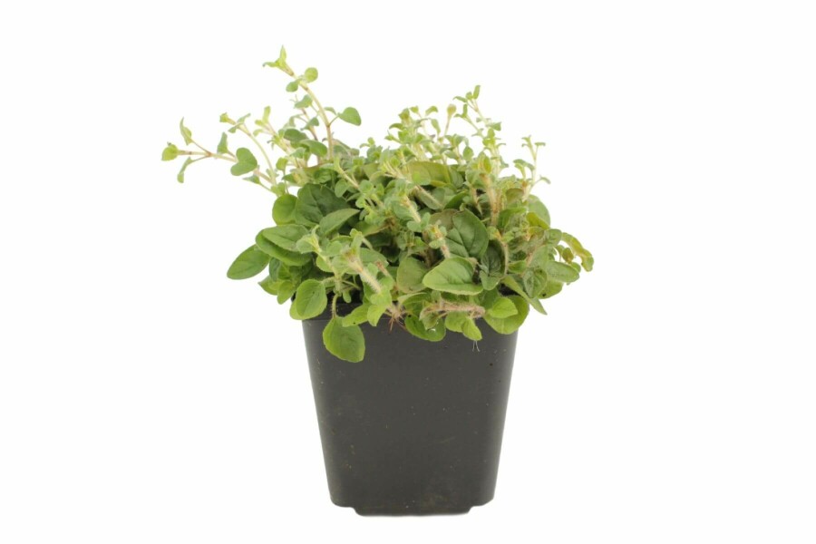 Oregano Origanum vulgare 5-10 Topf 9x9 cm (P9) Origanum vulgare
