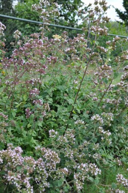 Oregano Origanum vulgare 5-10 Topf 9x9 cm (P9)