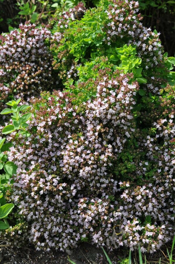 Oregano Origanum vulgare 'Compactum' 5-10 Topf 9x9 cm (P9) Origanum vulgare 'Compactum'