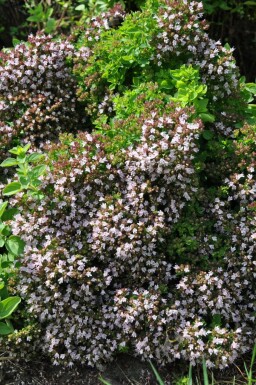 Oregano Origanum vulgare 'Compactum' 5-10 Topf 9x9 cm (P9) Origanum vulgare 'Compactum'