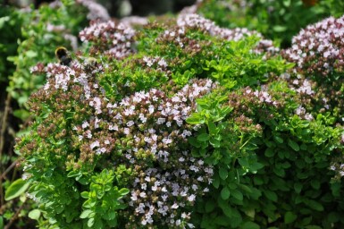 Oregano Origanum vulgare 'Compactum' 5-10 Topf 9x9 cm (P9) Origanum vulgare 'Compactum'