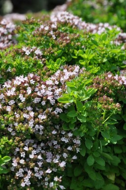 Oregano Origanum vulgare 'Compactum' 5-10 Topf 9x9 cm (P9) Origanum vulgare 'Compactum'