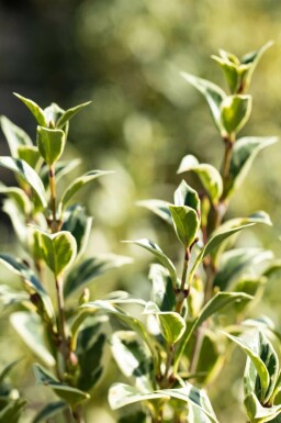 Bunte Stachelblättrige Duftblüte Osmanthus heterophyllus 'Variegatus' Strauch 20-30 Topf 2 ltr. (C2) Osmanthus heterophyllus 'Variegatus' Strauch 20-30 cm