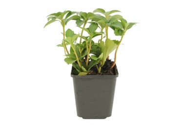 Dickmännchen Pachysandra terminalis 5-10 Topf 9x9 cm (P9) Pachysandra terminalis