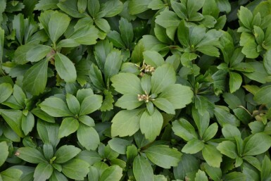 Dickmännchen Pachysandra terminalis 5-10 Topf 9x9 cm (P9)