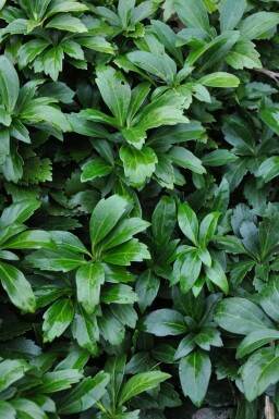 Dickmännchen Pachysandra terminalis 'Green Carpet' 5-10 Topf 9x9 cm (P9) Pachysandra terminalis 'Green Carpet'