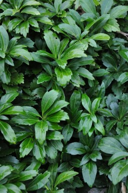 Dickmännchen Pachysandra terminalis 'Green Carpet' 5-10 Topf 9x9 cm (P9)