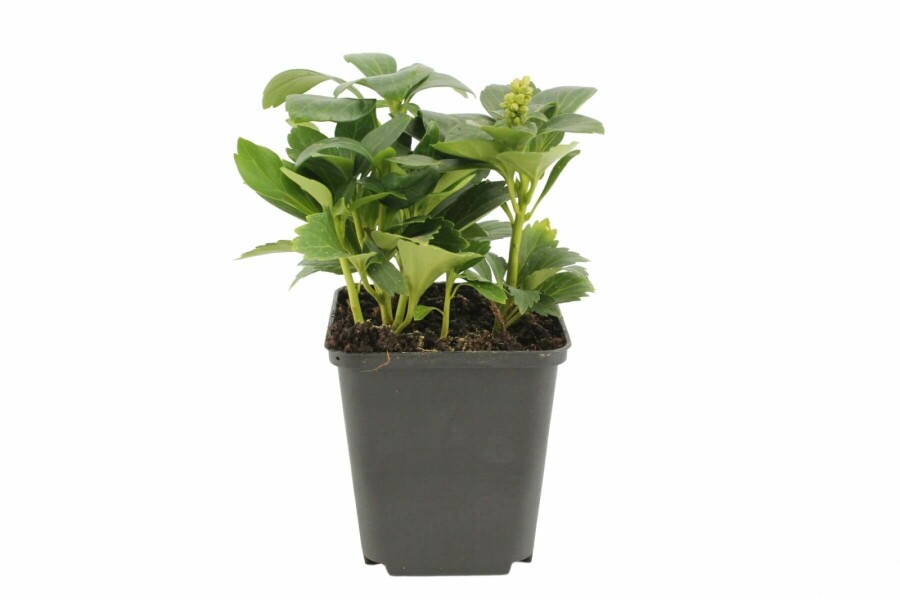 Dickmännchen Pachysandra terminalis 'Green Carpet' 5-10 Topf 9x9 cm (P9) Pachysandra terminalis 'Green Carpet'