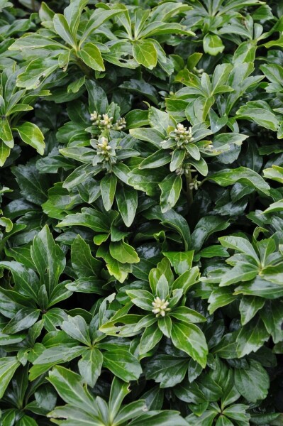 Dickmännchen Pachysandra terminalis 'Green Sheen' 5-10 Topf 9x9 cm (P9) Pachysandra terminalis 'Green Sheen'