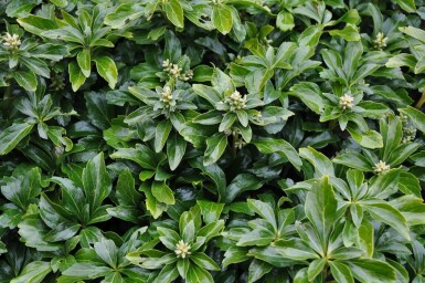 Dickmännchen Pachysandra terminalis 'Green Sheen' 5-10 Topf 9x9 cm (P9) Pachysandra terminalis 'Green Sheen'