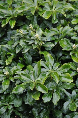 Dickmännchen Pachysandra terminalis 'Green Sheen' 5-10 Topf 9x9 cm (P9) Pachysandra terminalis 'Green Sheen'
