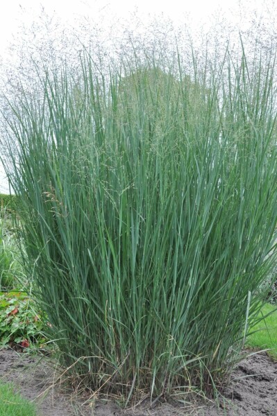 Bläuliche Rutenhirse Panicum virgatum 'Heavy Metal' 10-15 Topf 2 ltr. (C2) Panicum virgatum 'Heavy Metal'