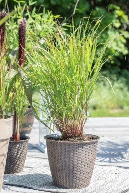 Rotbraune Rutenhirse Panicum virgatum 'Rehbraun' 5-10 Topf 9x9 cm (P9) Panicum virgatum 'Rehbraun'