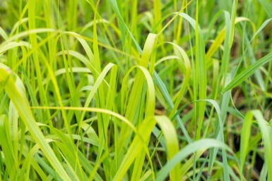 Rotbraune Rutenhirse Panicum virgatum 'Rehbraun' 5-10 Topf 9x9 cm (P9)