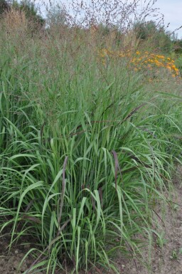 Purpur-Rutenhirse Panicum virgatum 'Shenandoah' 5-10 Topf 9x9 cm (P9) Panicum virgatum 'Shenandoah'