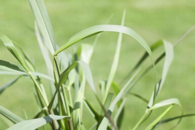 Rutenhirse Panicum virgatum 'Squaw' 5-10 Topf 9x9 cm (P9)