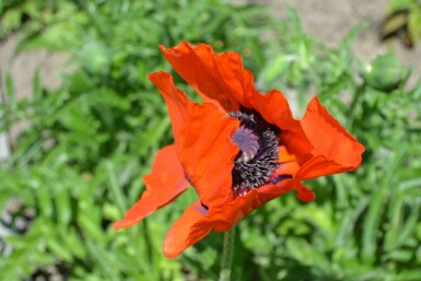 Orientalischer Mohn Papaver orientale 'Allegro' 5-10 Topf 9x9 cm (P9) Papaver orientale 'Allegro'