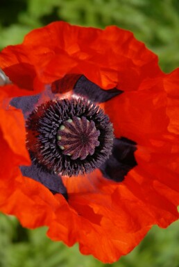 Orientalischer Mohn Papaver orientale 'Brilliant' 5-10 Topf 9x9 cm (P9)