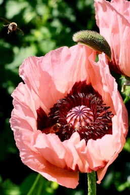 Rosa Orientalischer Mohn Papaver orientale 'Princess Victoria Louise' 5-10 Topf 9x9 cm (P9) Papaver orientale 'Princess Victoria Louise'