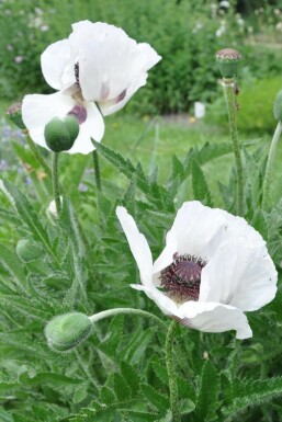 Orientalischer Mohn Papaver orientale 'Royal Wedding' 5-10 Topf 9x9 cm (P9)