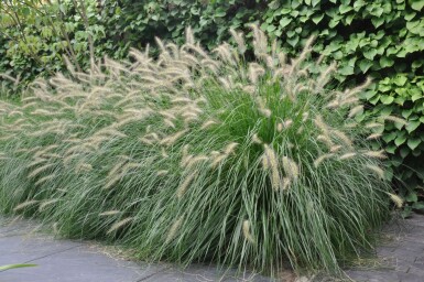 Lampenputzergras Pennisetum alopecuroides 'Hameln' 5-10 Topf 9x9 cm (P9)