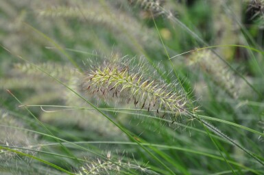 Lampenputzergras Pennisetum alopecuroides 'Hameln' 5-10 Topf 9x9 cm (P9)