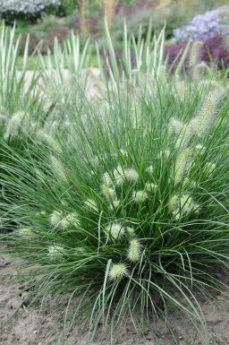 Zwerg-Lampenputzergras Pennisetum alopecuroides 'Little Bunny' 10-15 Topf 2 ltr. (C2) Pennisetum alopecuroides 'Little Bunny'