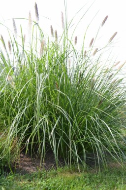 Garten-Federborstengras Pennisetum alopecuroides 'Magic' 5-10 Topf 9x9 cm (P9) Pennisetum alopecuroides 'Magic'